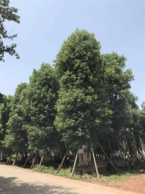 黄葛树