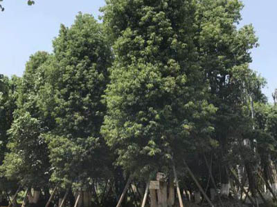 黄葛树